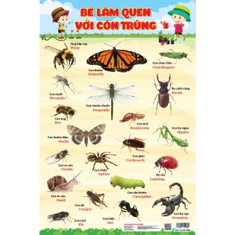 Bé làm quen với côn trùng&nbsp;