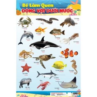 Bé làm quen động vật dưới nước&nbsp;